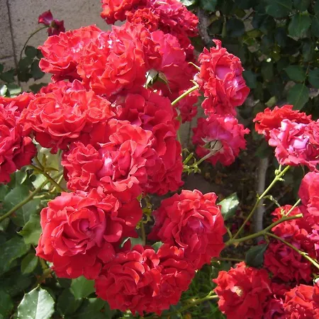 Rhodian Rose Aparthotel